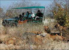 Safari